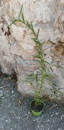 Bambu aureo (dorato) piantina