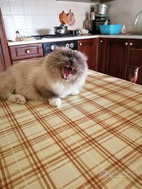 Sacro di birmania maschio