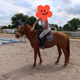 Cavallina doppia pony