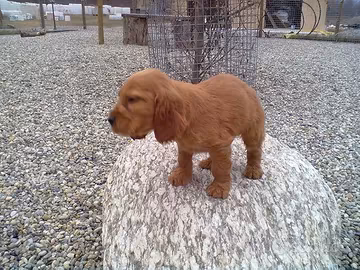 Cuccioli Cocker Spaniel Inglese