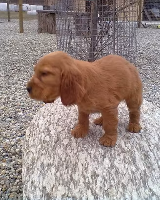 Cuccioli Cocker Spaniel Inglese