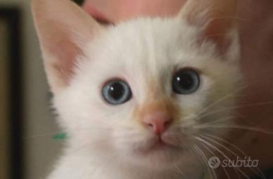 Cuccioli Siamese Thai Cream Point