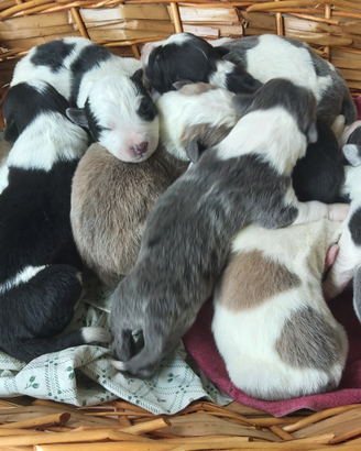 Border collie