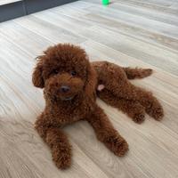 Barbonicno toy red per monta