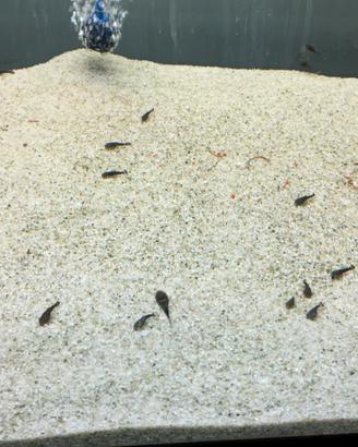 Ancistrus