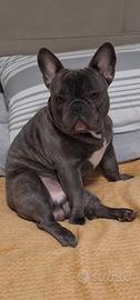 Maschio buldog per accoppiata