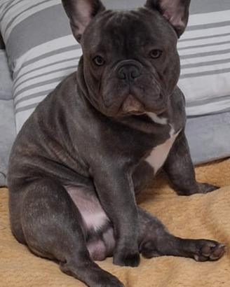 Maschio buldog per accoppiata