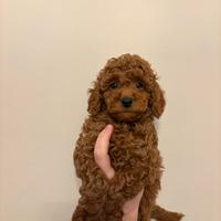 Barboncino toy/nano red con predigree enci