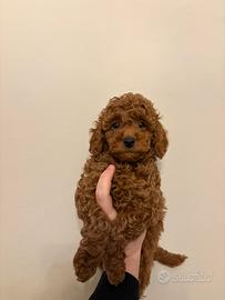 Barboncino toy/nano red con predigree enci