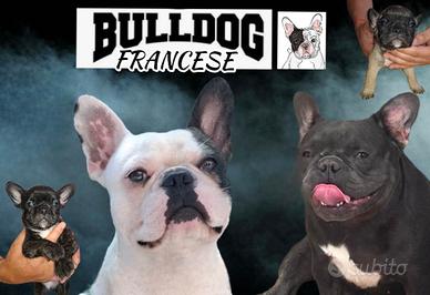 Bulldog francese cuccioli
