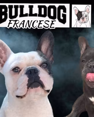 Bulldog francese cuccioli