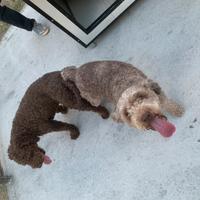 Cuccioli di Lagotto Romagnolo