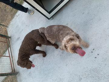 Cuccioli di Lagotto Romagnolo