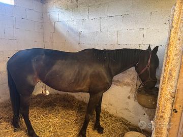Cavalla trottatrice