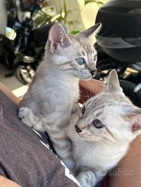 Cuccioli di gatto Bengala