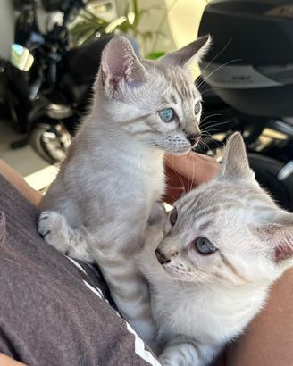 Cuccioli di gatto Bengala