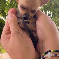 Cucciola chihuahua