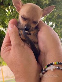 Cucciola chihuahua