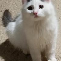 Gattini portafortuna in adozione