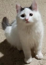 Gattini portafortuna in adozione