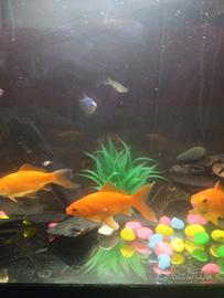 16 pesce tropicale compreso acquario di 100 litri