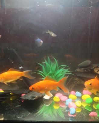 16 pesce tropicale compreso acquario di 100 litri