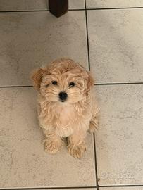 Cuccioli maltipoo