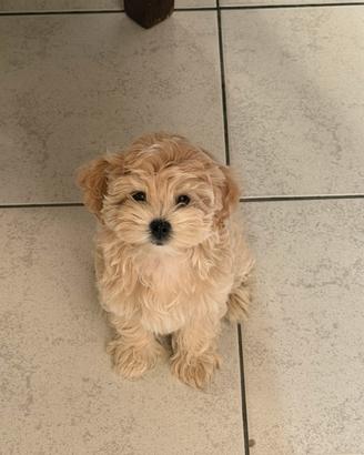 Cuccioli maltipoo