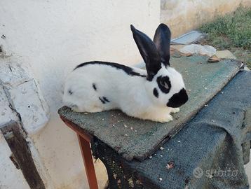 Maschio papillon originale 18 mesi