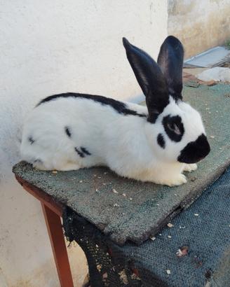 Maschio papillon originale 18 mesi