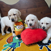Labrador