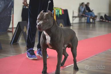 Cuccioli pitbull ukc
