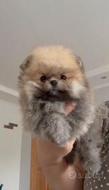 Pomerania Spitz Toy nano
