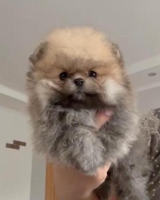 Pomerania Spitz Toy nano