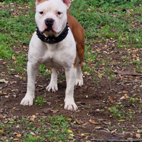 Amstaff maschio disponibile per monta