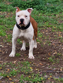 Amstaff maschio disponibile per monta