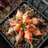 gymnocalycium variegati 