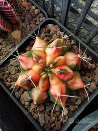 gymnocalycium variegati 