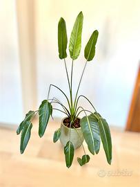 Strelitzia Reginae con vaso Beliani Livadia
