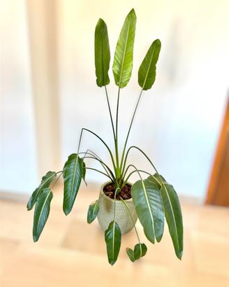Strelitzia Reginae con vaso Beliani Livadia