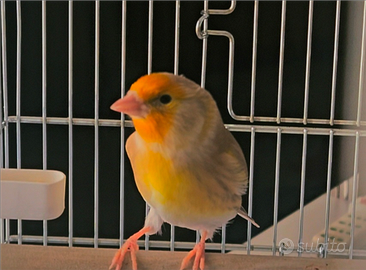 Ibrido incardellato da mostra 2025