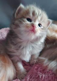 Cuccioli di gatto Siberiano Certificati