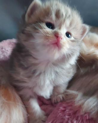 Cuccioli di gatto Siberiano Certificati