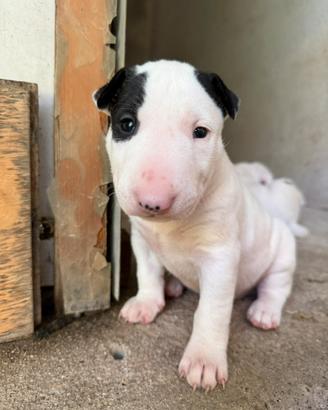 Cuccioli Bull Terrier