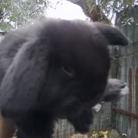 Coniglietti nani razza Ariete. Nani