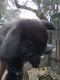 Coniglietti nani razza Ariete. Nani