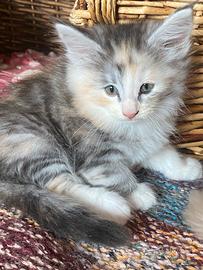 Cucciola di gatto Norvegese delle foreste