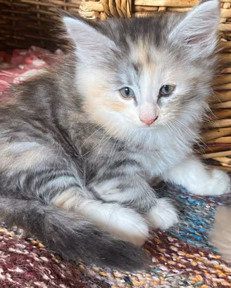 Cucciola di gatto Norvegese delle foreste