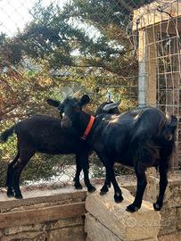 Capra Tibetana