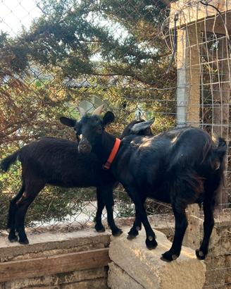 Capra Tibetana